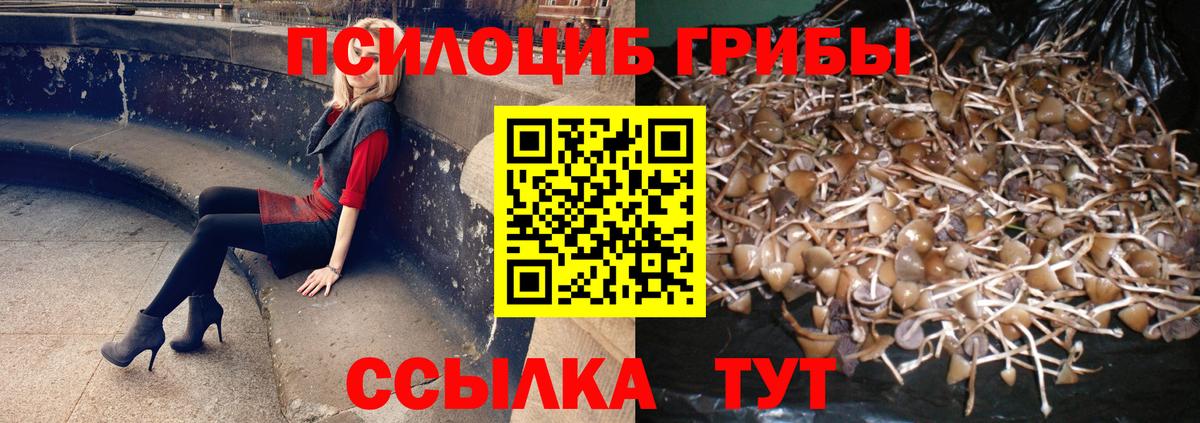 Псилоцибиновые грибы GOLDEN TEACHER  Галлюциногенные грибы прущие грибы  Кировск  Вход с VPN 